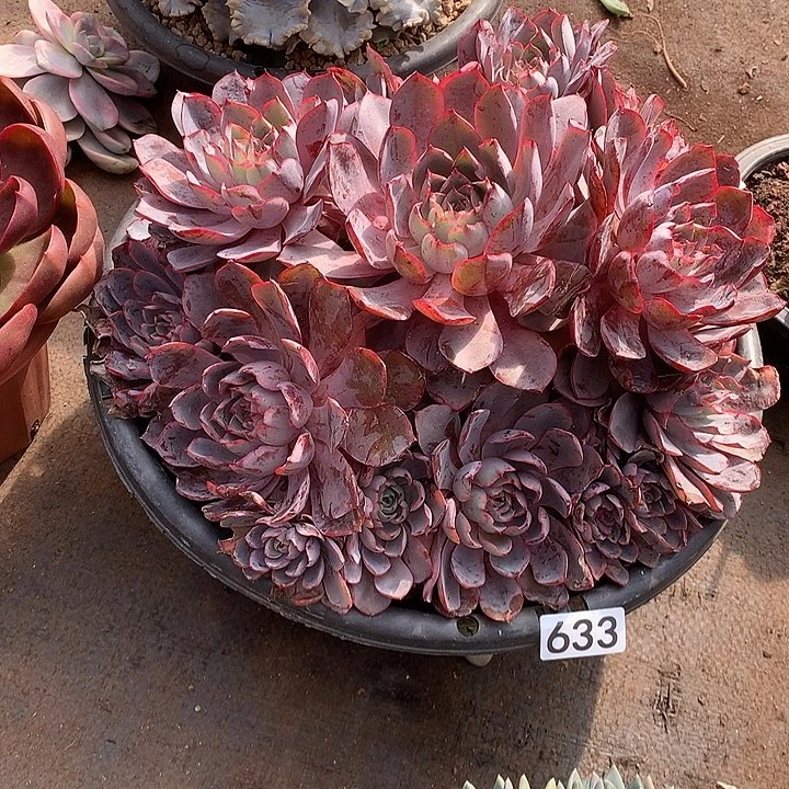 633赫拉 一物一拍多肉