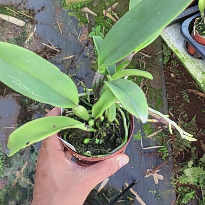 完全开放卡特兰一颗漂亮的哦哦哦哦哦
