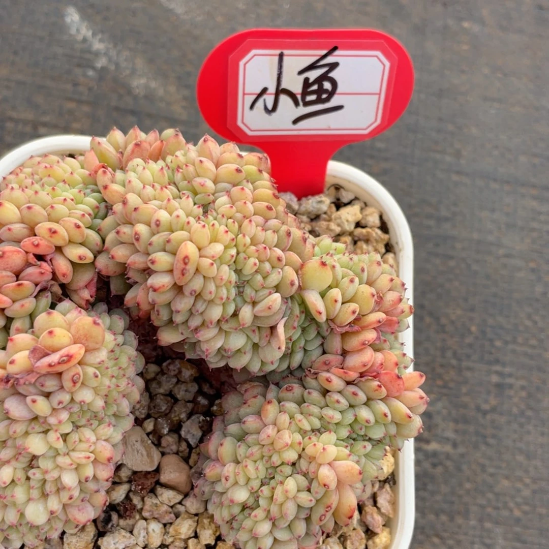 小****姐姐说她真的有