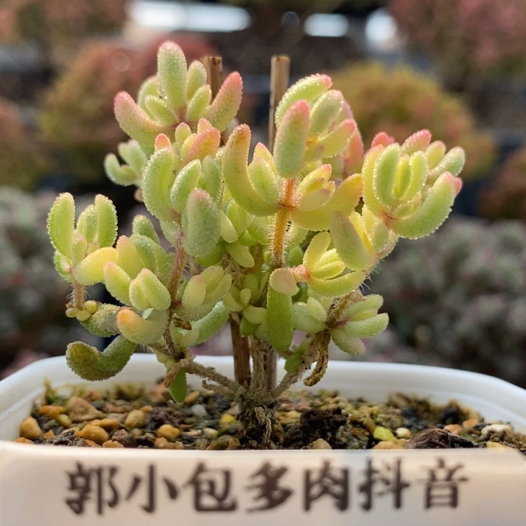 红宝石锦4140枝干番杏