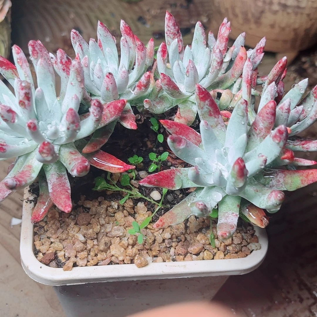 5747海瑟白菊多肉