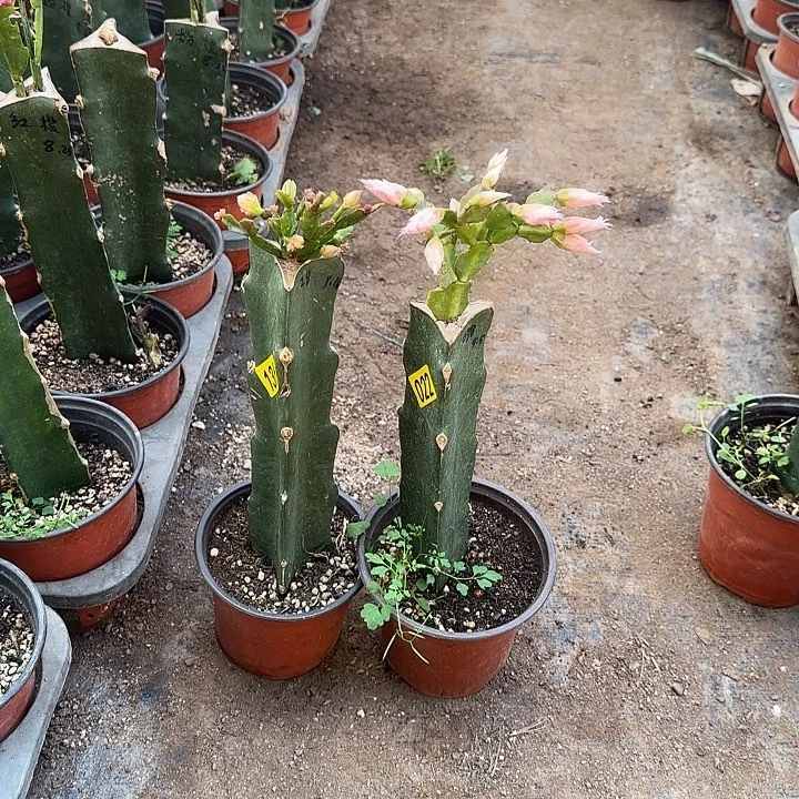 凯***金022+136嫁接蟹爪兰：028+038