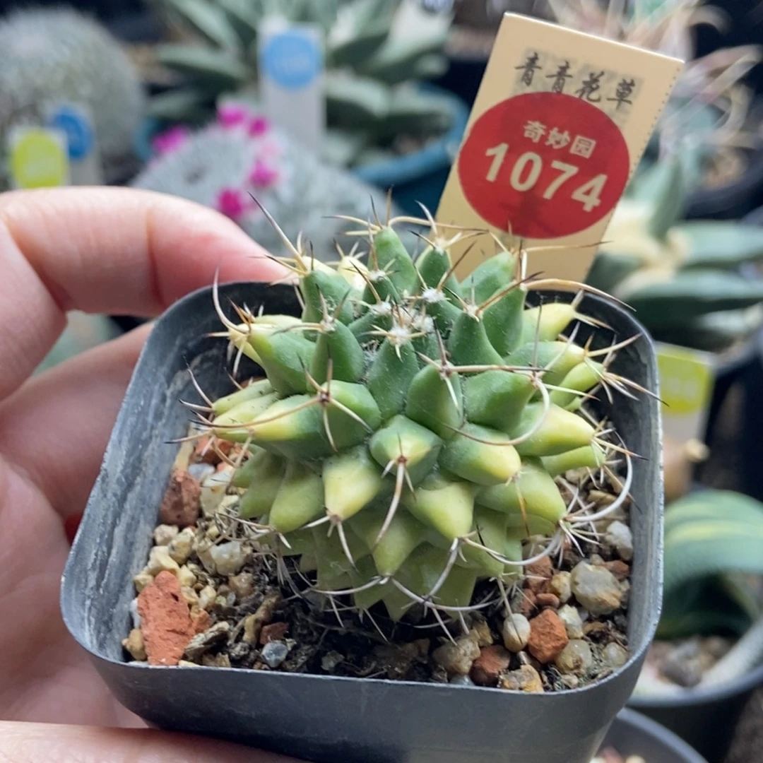 实生黄体瓦格纳乳突一颗仙人球