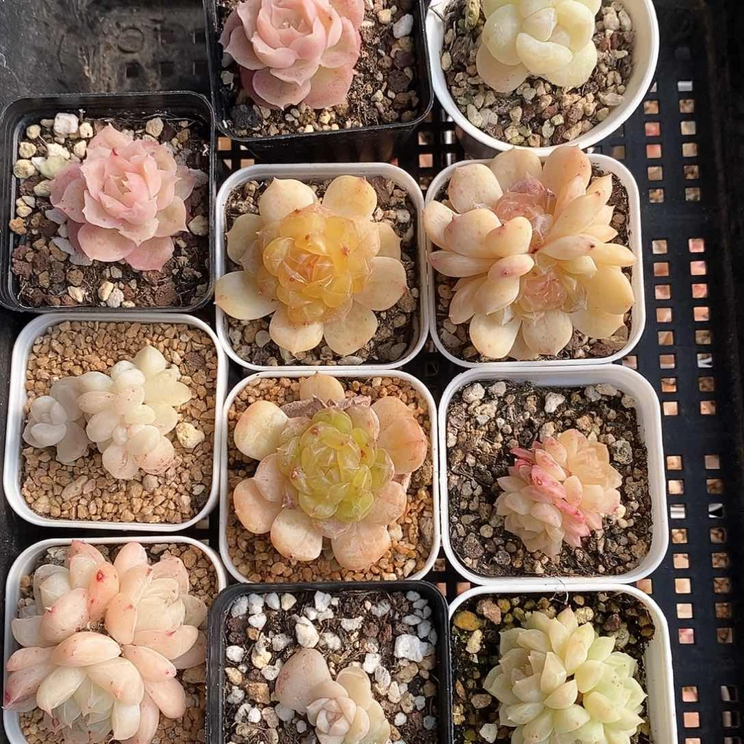 响当当啊这不是要干什么