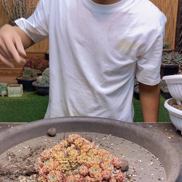 卑***晨990 号纱罗姬牡丹多肉