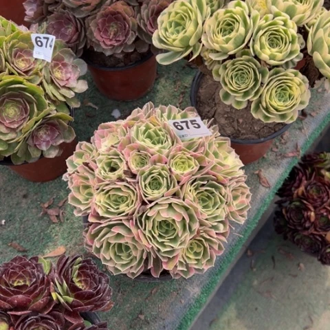 ꧁***꧂675白凤朵朵多肉，