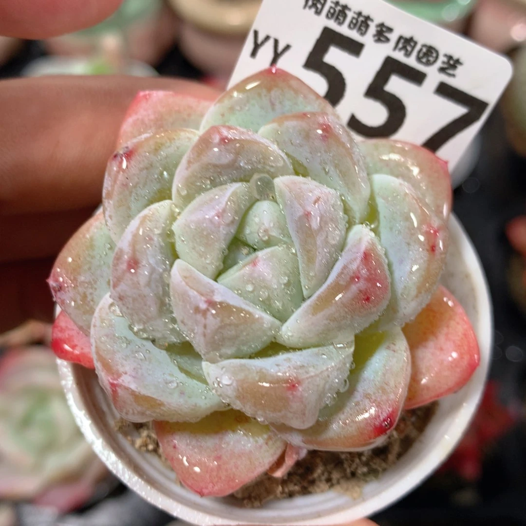 R**?5CM拇指盆精控多肉YY557奖