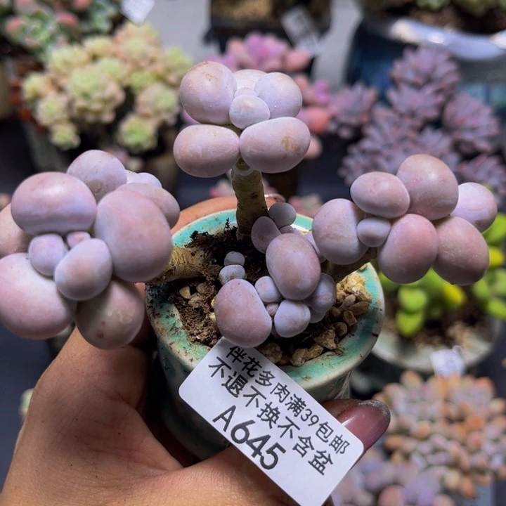 芭比奶酪645/9cm多肉