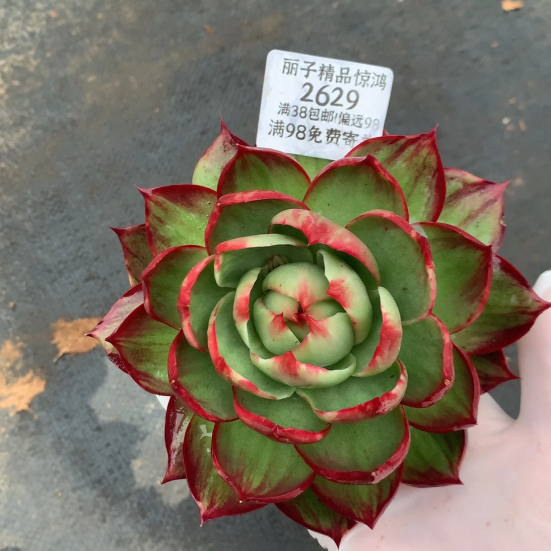 2629号多肉植物惊鸿13