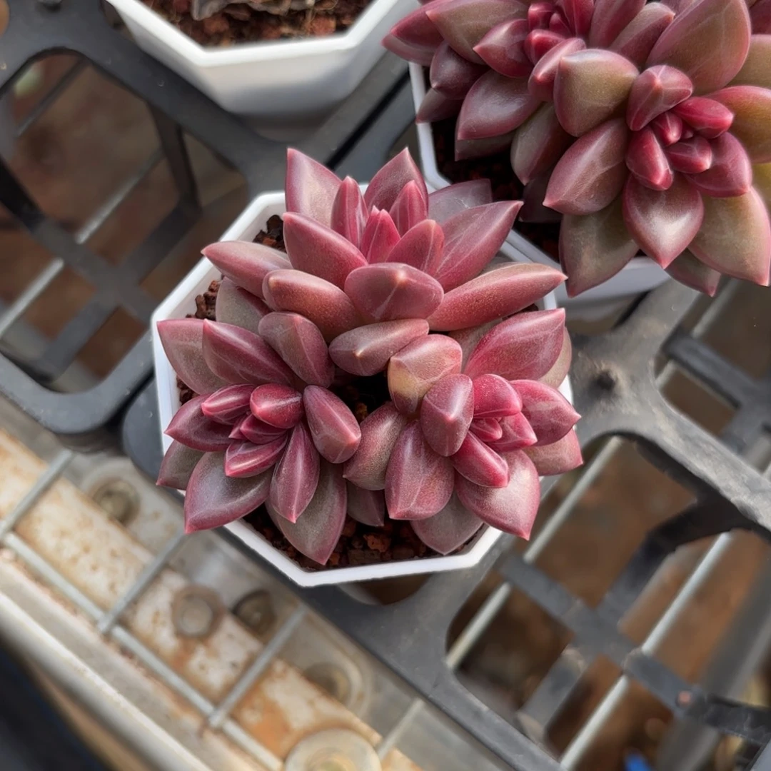 迷雾泡泡一物一拍