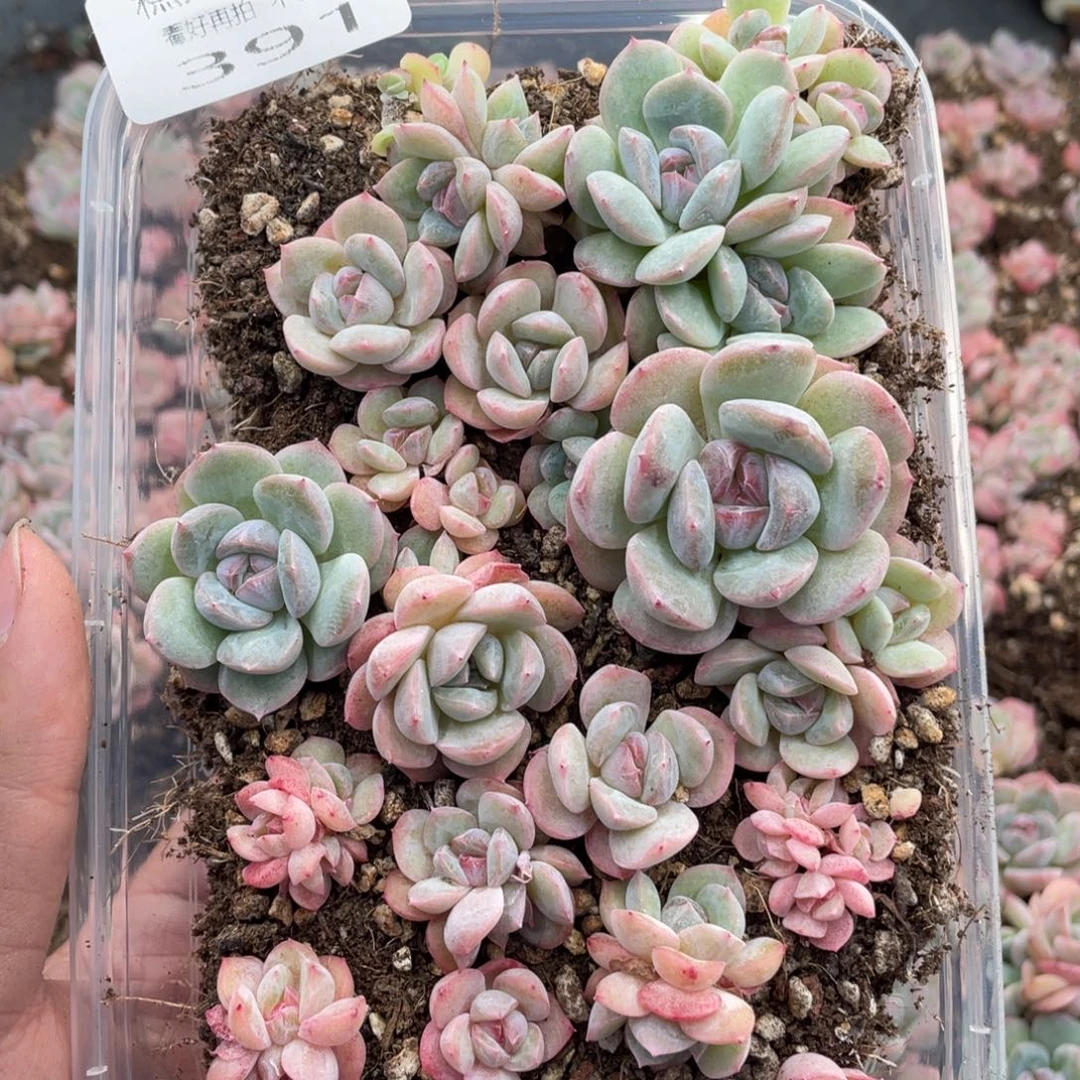 糕大上多肉植物391