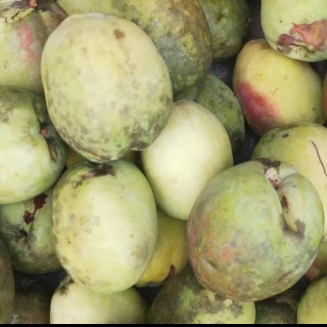 云南老品种酸木瓜新鲜采摘可生吃凉拌还能炖鸡泡酒