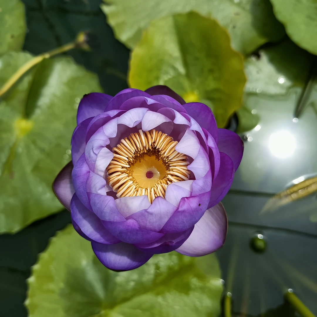 稀有名贵澳洲睡莲紫晨水培植物根块碗莲荷花盆栽花卉池塘带花苞