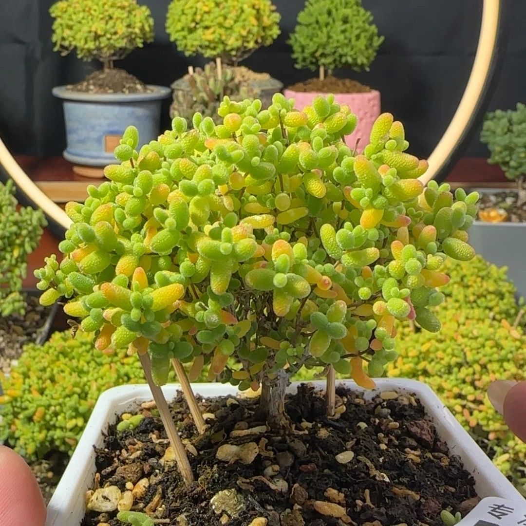 dy0503精控蜜橘冠服7.5cm