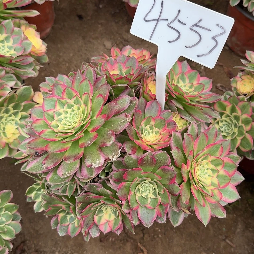 4553海仙多肉法师多肉