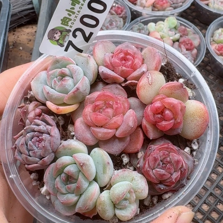 多肉植物多肉植物