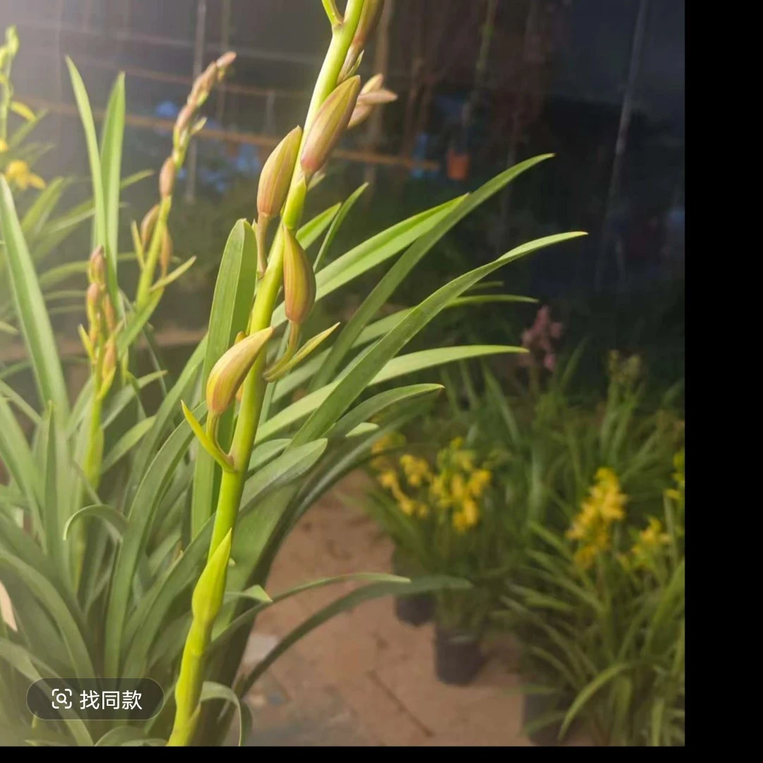 【秋香】建兰盆栽浓香好养适合室内阳台摆放的多花绿植