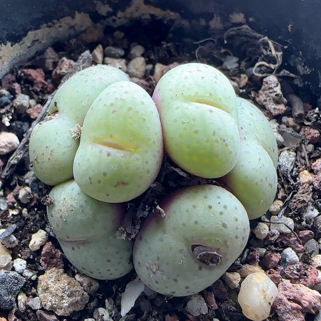 28包邮脱土发货26015