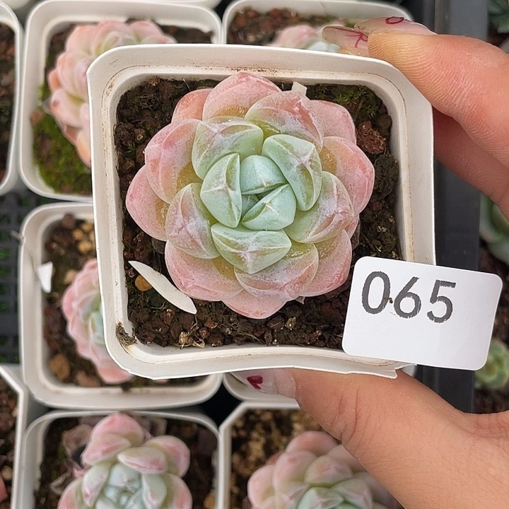 65。 雪媚娘。