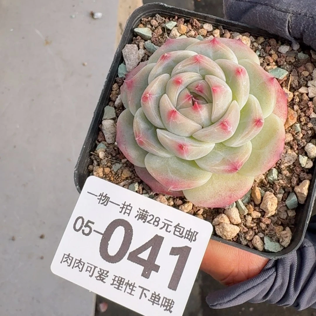 冰吉无盆土发货无