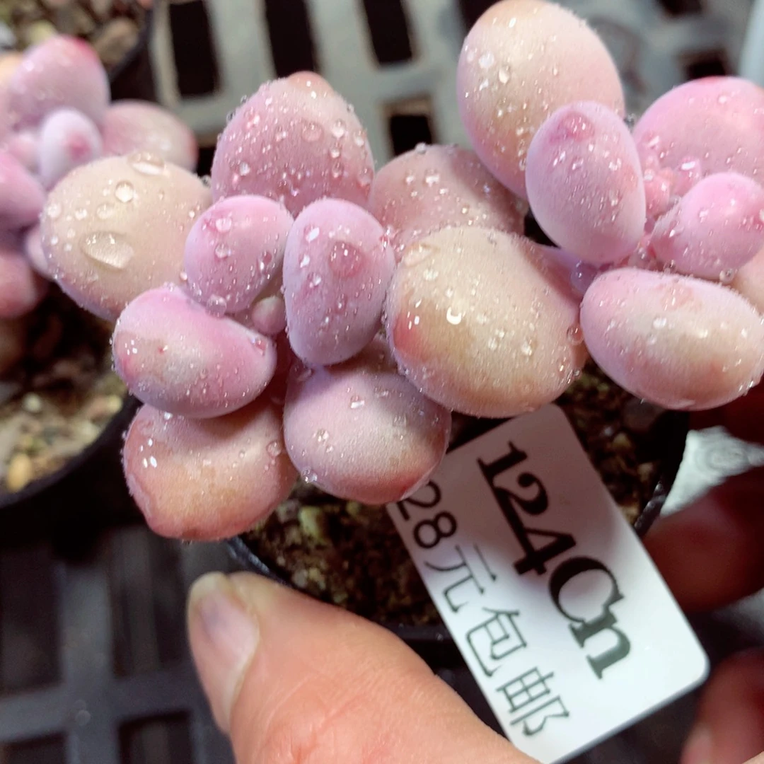 5厘米盆精控多肉124