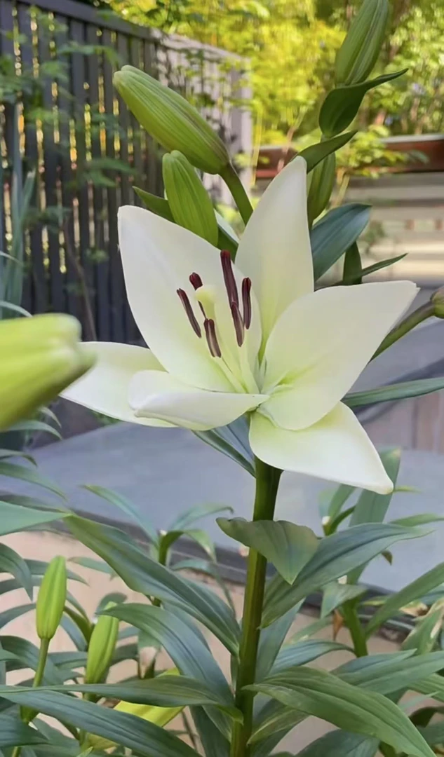 百合花（种球）四季开花室内外好养花卉盆栽