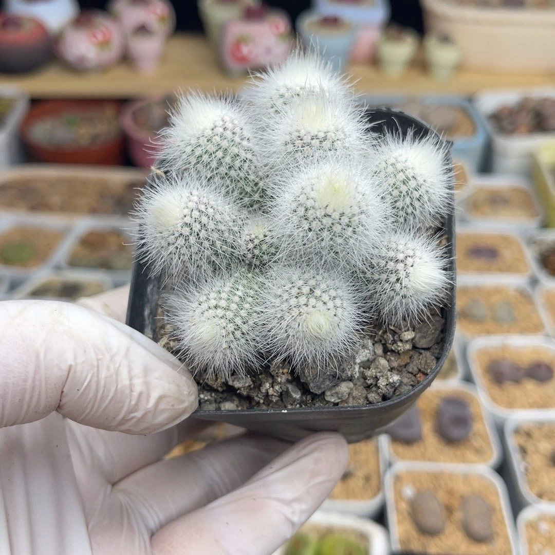多肉植物一物一拍29