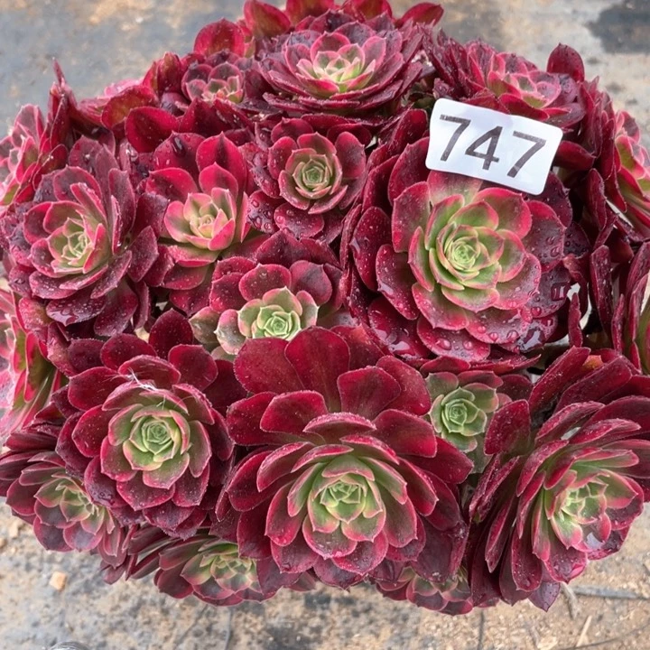 747多肉植物安娜