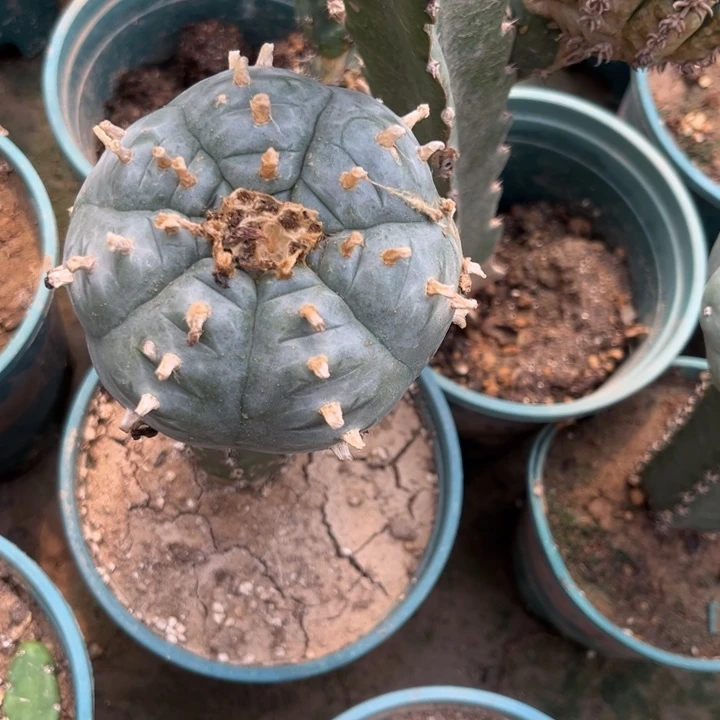 肋骨草球黑刺嫁接仙人球