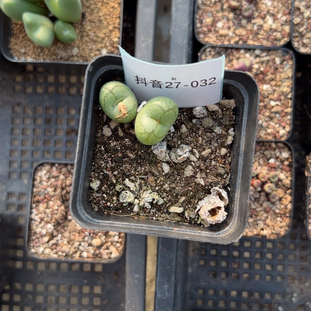 清***.27-32肉锥多肉植物