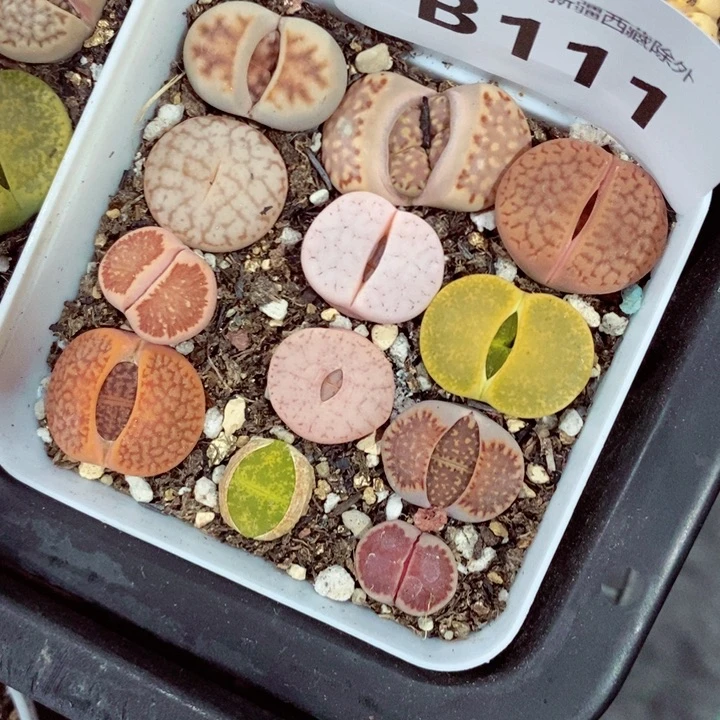 拾*我是一只小小鸟地域鬼111