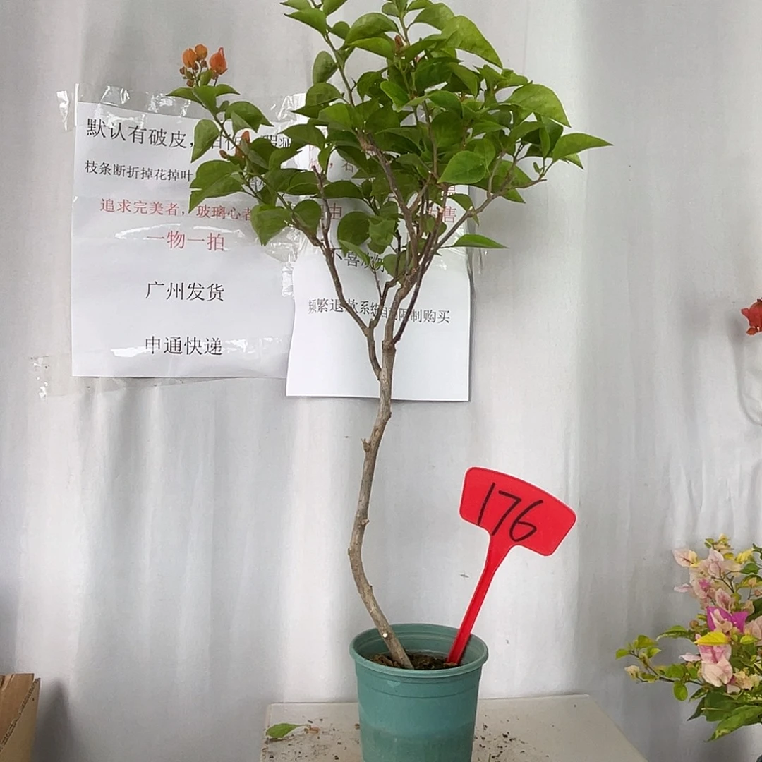当前无花栽培后可以开花176波妹，清货价