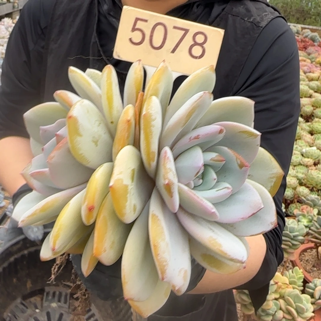 ღ****5078。      奶茶双头