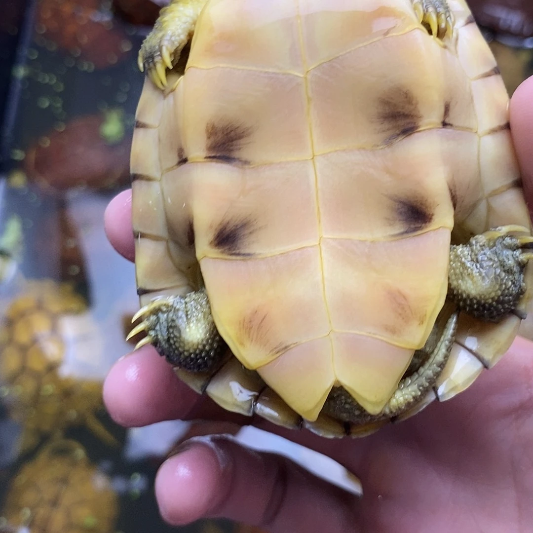 不分公母绿毛龟轻**生