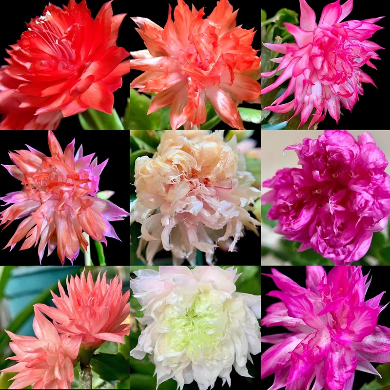 【一物一拍】进口原生蟹爪兰花卉盆栽多色带花苞重瓣阳台嫁接蟹爪莲