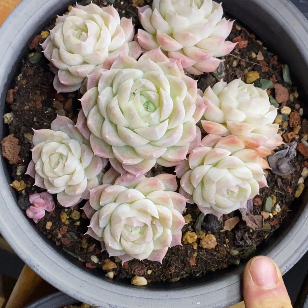 精品多肉一物一拍不包整110