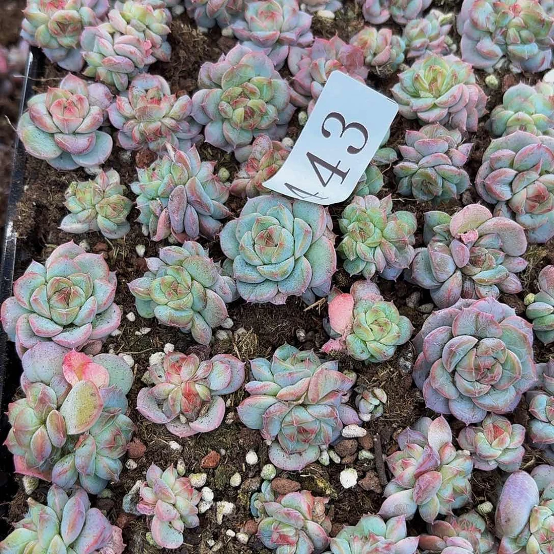 闻***?多肉植物多肉植物143
