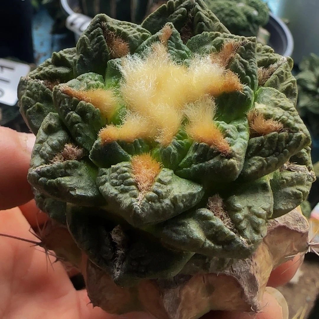 割尤龟甲054仙人球