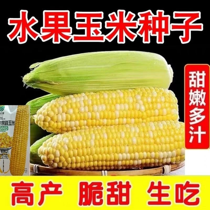 超甜水果玉米种籽生吃甜糯大棒四季高产可种甜玉米水果黄苞米种子