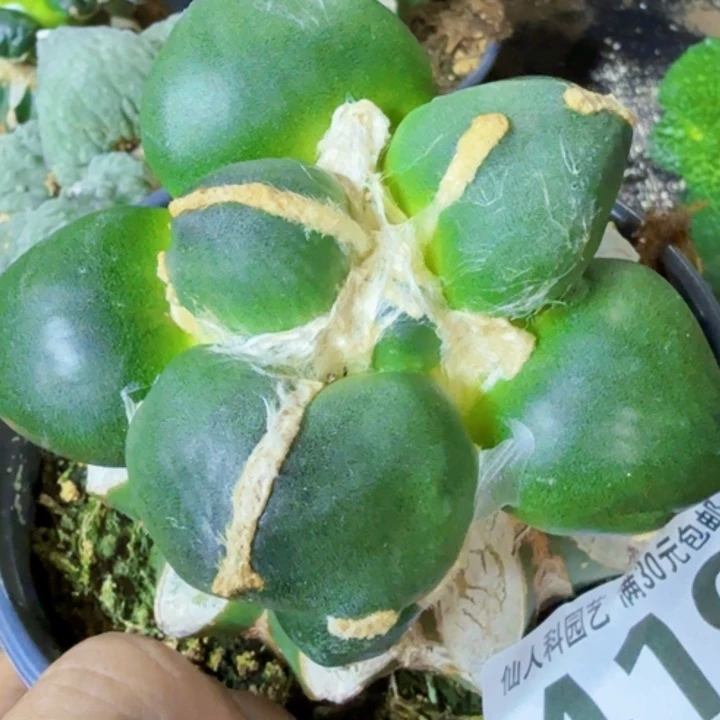 旋****无花朵福利苗接大尤蛋419