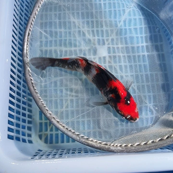 海水鱼锦鲤锦鲤锦鲤