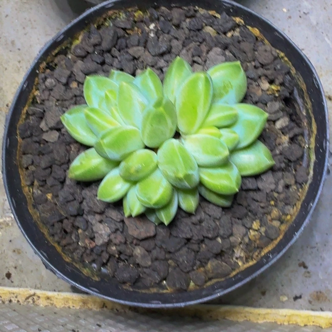 青花瓷 3头 一物一拍