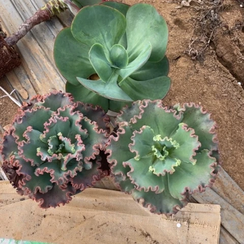 白**飘A37 号包菜系列 3 棵