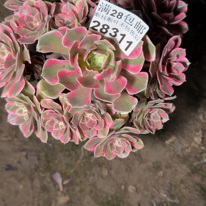 28311南女妖多肉植物