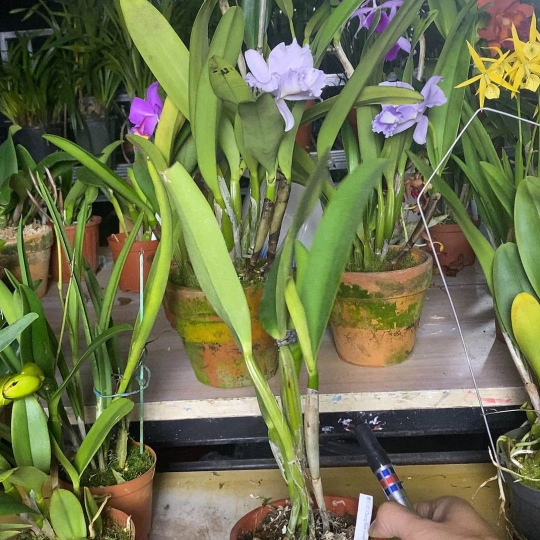 全部花苞k***n甜心