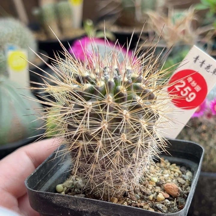 实生狂刺伏龙玉4.3cm