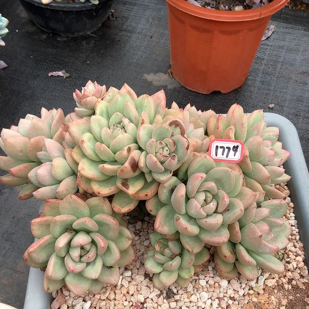 奶油鳄梨1774晓晓一物一拍