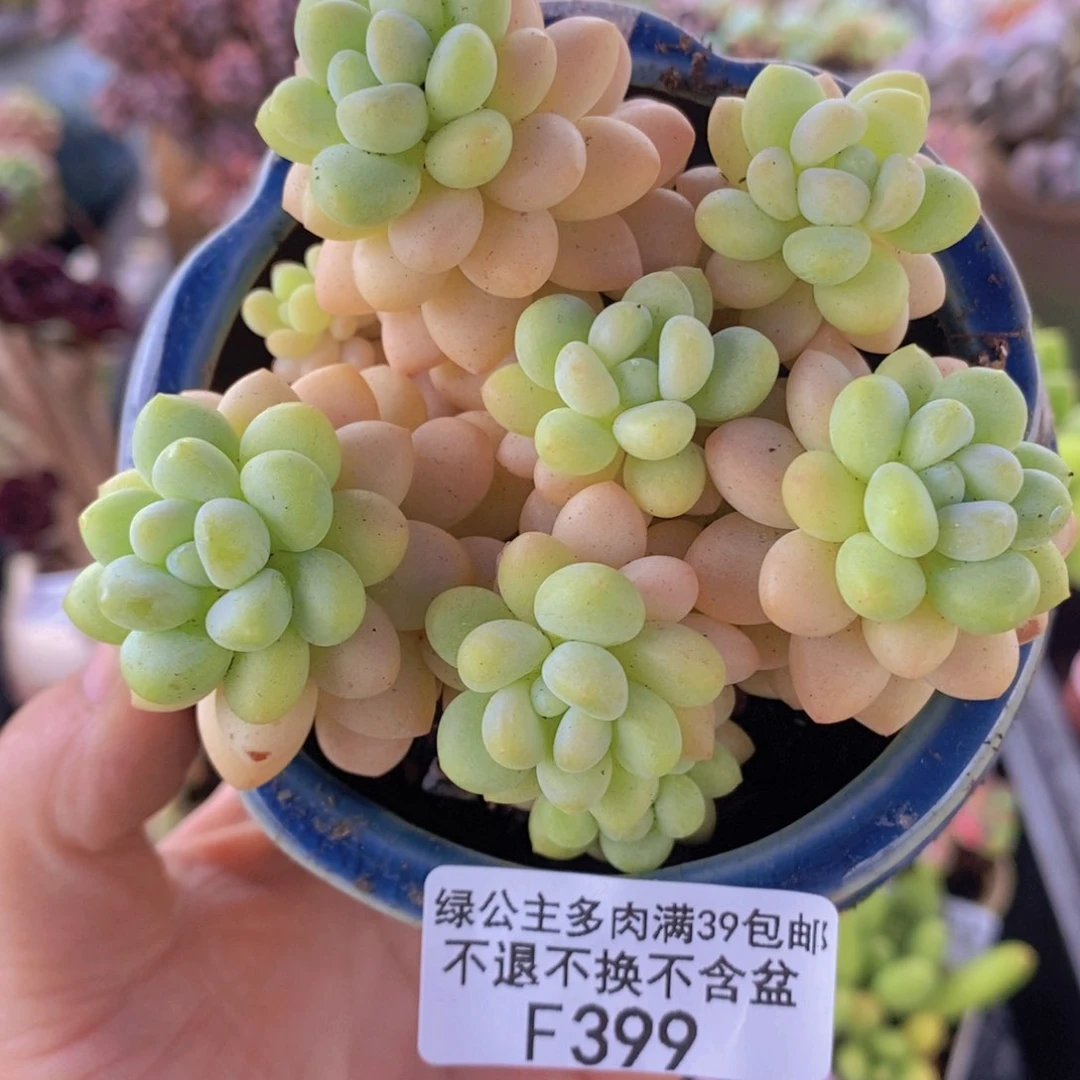 洛可可8cm399多肉植物