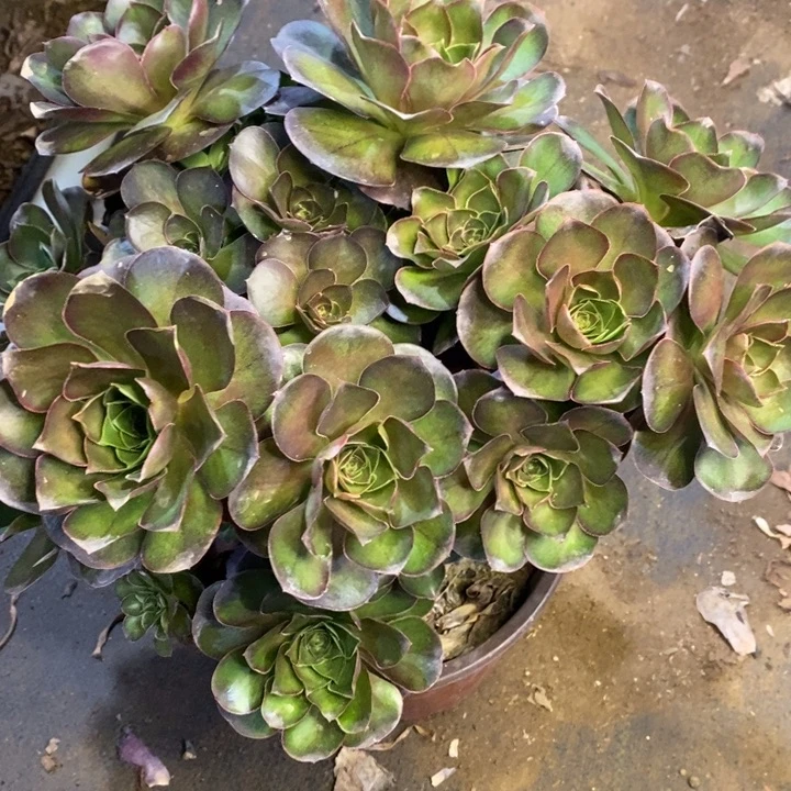 魅金玫瑰多肉断头不包1872