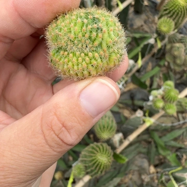 336彩草514.2嫣然缀化很小